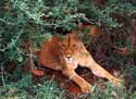 Lion guarding the kill