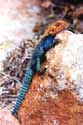 Lizard