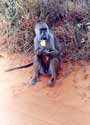 Baboon eating a banana