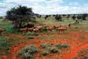 Grazing animals